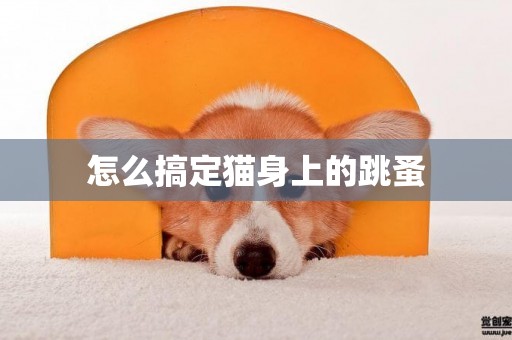 怎么搞定貓身上的跳蚤