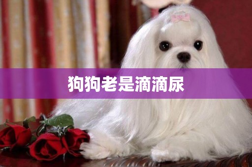 狗狗老是滴滴尿