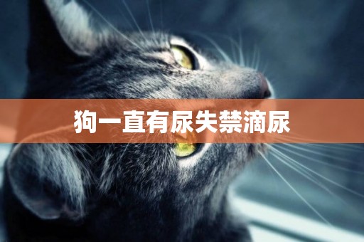狗一直有尿失禁滴尿