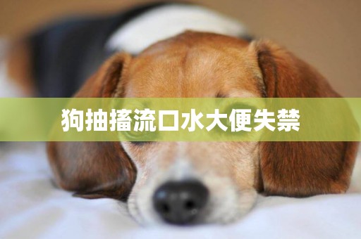 狗抽搐流口水大便失禁