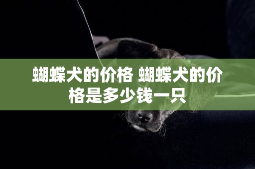 蝴蝶犬的價格 蝴蝶犬的價格是多少錢一只