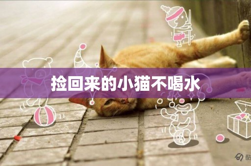 撿回來的小貓不喝水