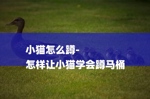小貓怎么蹲-
怎樣讓小貓學會蹲馬桶