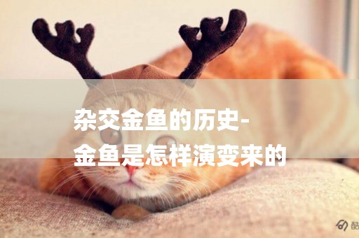雜交金魚的歷史-
金魚是怎樣演變來的