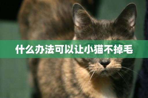 什么辦法可以讓小貓不掉毛