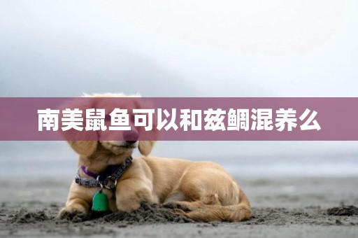 南美鼠魚可以和茲鯛混養么
