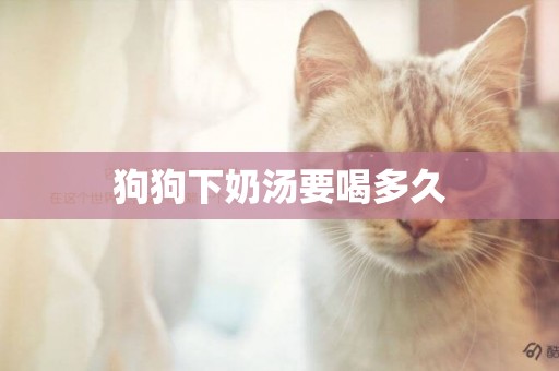 狗狗下奶湯要喝多久