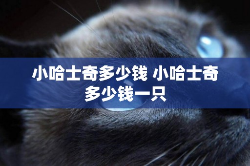 小哈士奇多少錢 小哈士奇多少錢一只