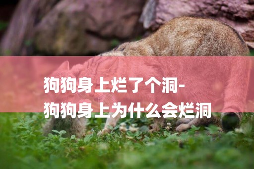 狗狗身上爛了個洞-
狗狗身上為什么會爛洞