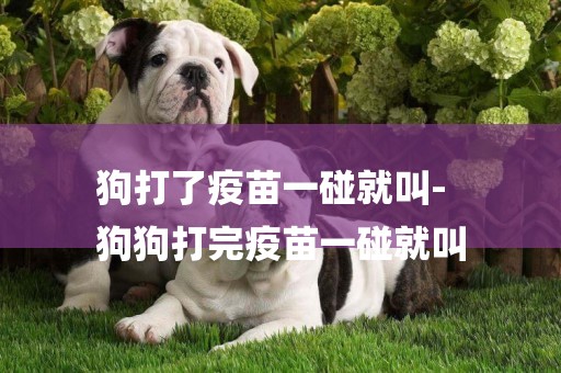 狗打了疫苗一碰就叫-
狗狗打完疫苗一碰就叫