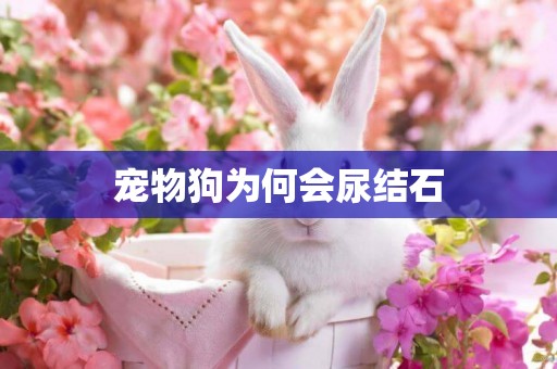 寵物狗為何會尿結石