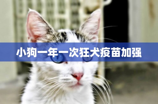 小狗一年一次狂犬疫苗加強