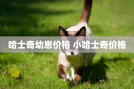 哈士奇幼崽價格 小哈士奇價格