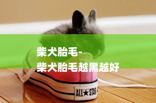 柴犬胎毛-
柴犬胎毛越黑越好