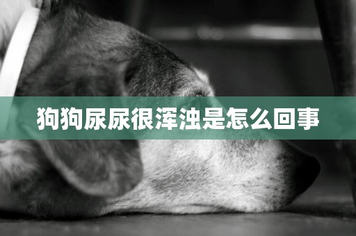 狗狗尿尿很渾濁是怎么回事