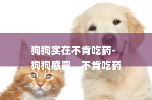 狗狗實在不肯吃藥-
狗狗感冒。不肯吃藥