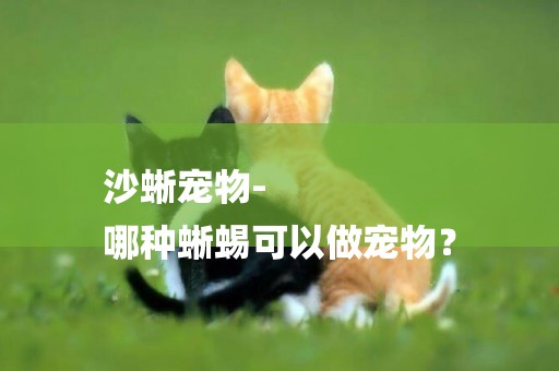 沙蜥寵物-
哪種蜥蜴可以做寵物？