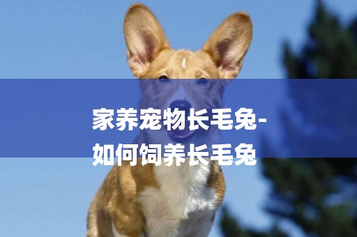 家養寵物長毛兔-
如何飼養長毛兔