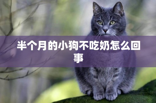 半個月的小狗不吃奶怎么回事