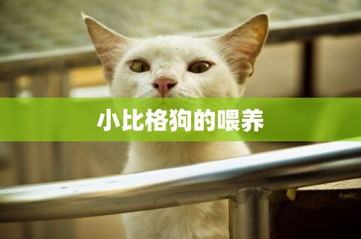 小比格狗的喂養