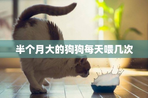 半個月大的狗狗每天喂幾次