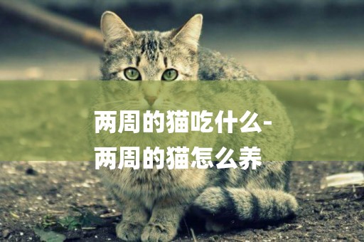 兩周的貓吃什么-
兩周的貓怎么養