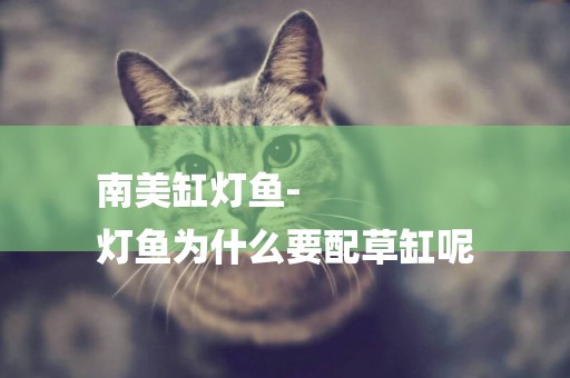 南美缸燈魚-
燈魚為什么要配草缸呢
