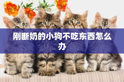 剛斷奶的小狗不吃東西怎么辦