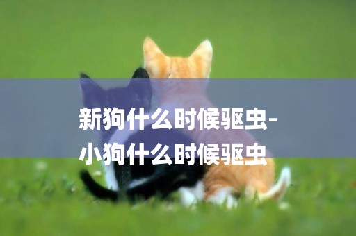 新狗什么時候驅蟲-
小狗什么時候驅蟲