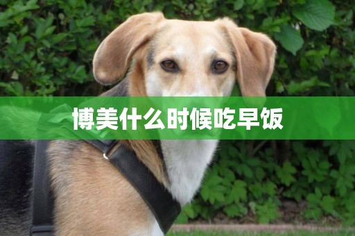 博美什么時候吃早飯
