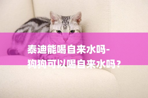 泰迪能喝自來水嗎-
狗狗可以喝自來水嗎？
