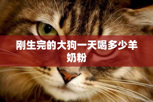 剛生完的大狗一天喝多少羊奶粉