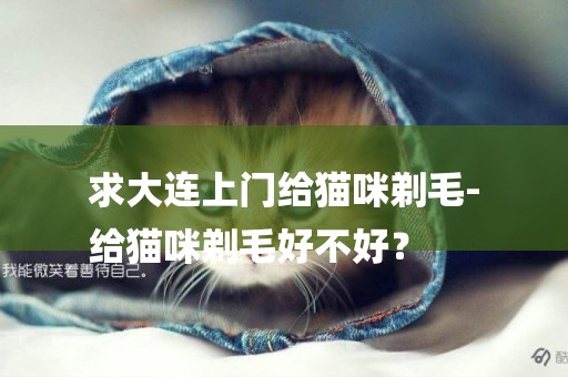 求大連上門給貓咪剃毛-
給貓咪剃毛好不好？