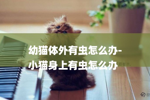幼貓體外有蟲怎么辦-
小貓身上有蟲怎么辦