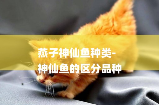 燕子神仙魚種類-
神仙魚的區分品種