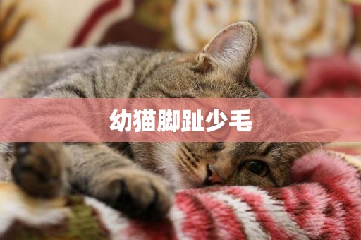 幼貓腳趾少毛