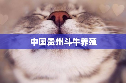 中國貴州斗牛養殖