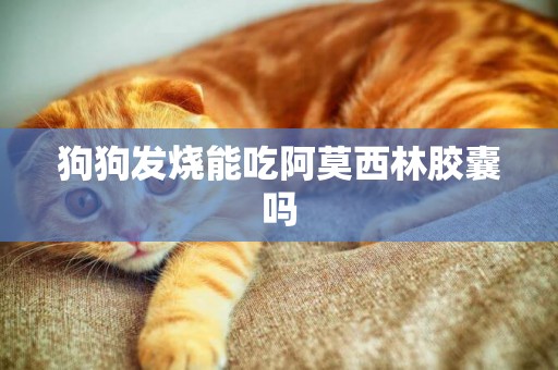 狗狗發燒能吃阿莫西林膠囊嗎