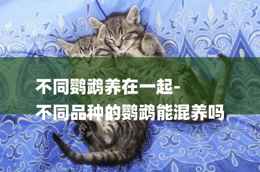 不同鸚鵡養在一起-
不同品種的鸚鵡能混養嗎