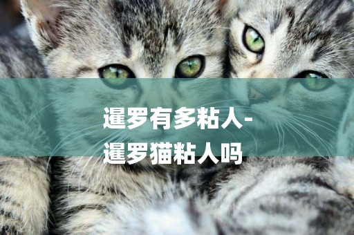 暹羅有多粘人-
暹羅貓粘人嗎