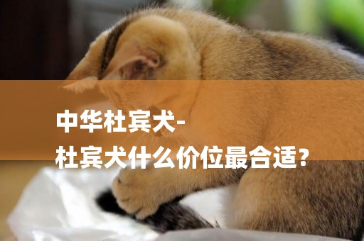 中華杜賓犬-
杜賓犬什么價位最合適？