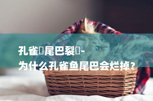 孔雀魚尾巴裂開-
為什么孔雀魚尾巴會爛掉？
