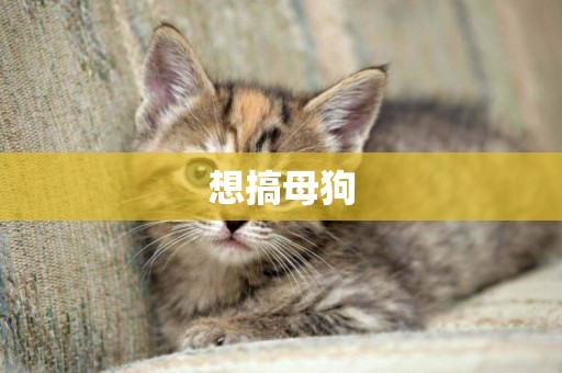 想搞母狗