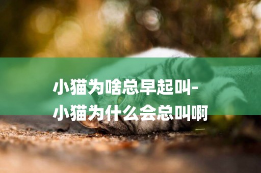 小貓為啥總早起叫-
小貓為什么會總叫啊
