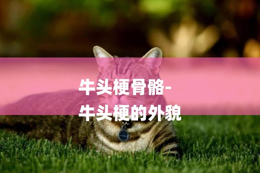 牛頭梗骨骼-
牛頭梗的外貌