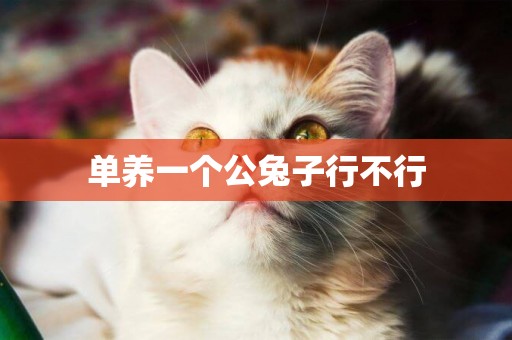 單養一個公兔子行不行