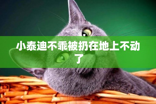 小泰迪不乖被扔在地上不動了