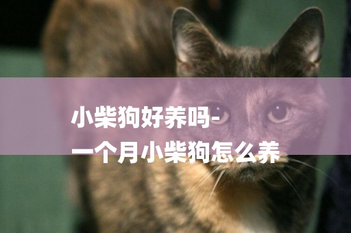 小柴狗好養嗎-
一個月小柴狗怎么養