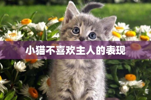 小貓不喜歡主人的表現