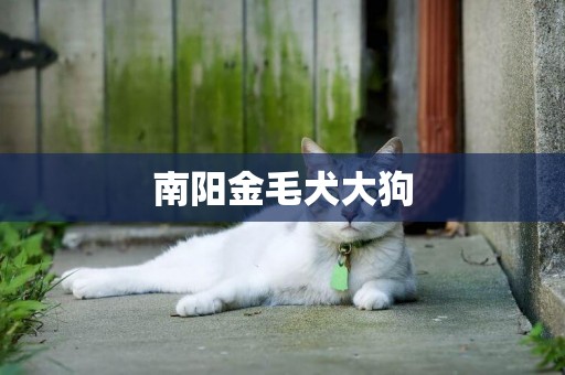 南陽金毛犬大狗